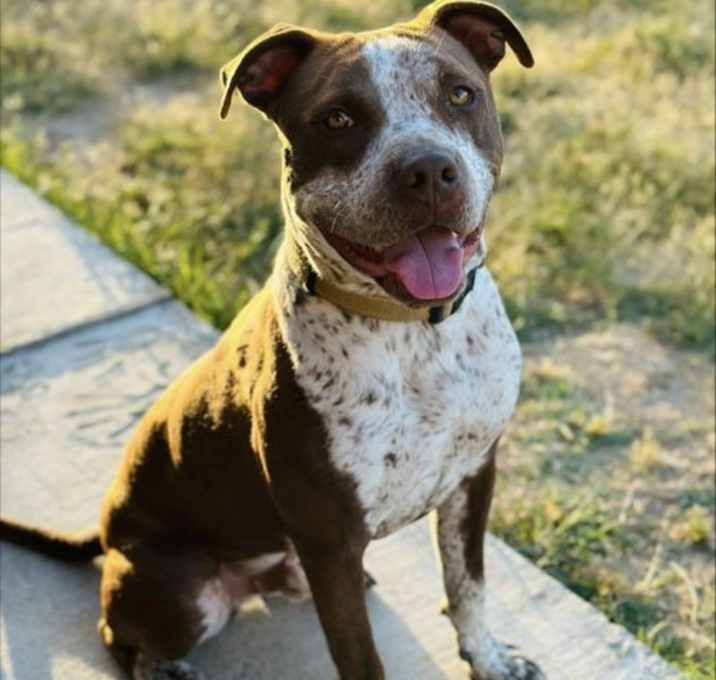 Photo of whiskey