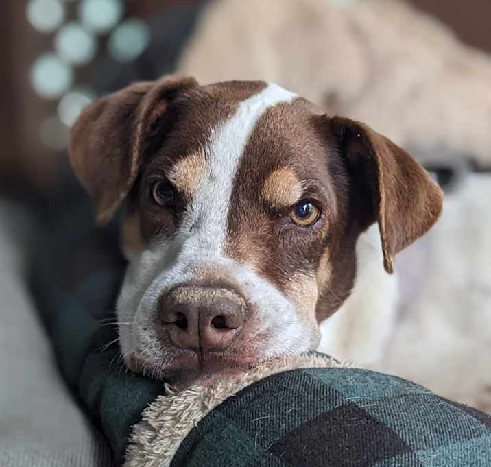 Photo of Pepper