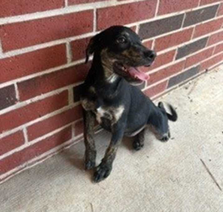 Photo of roxy