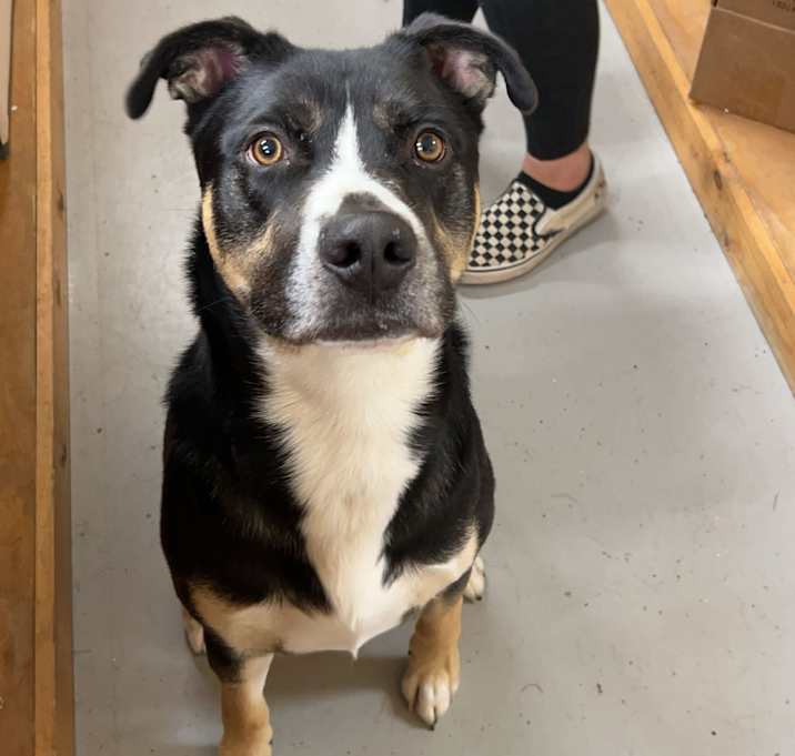 Photo of Otto