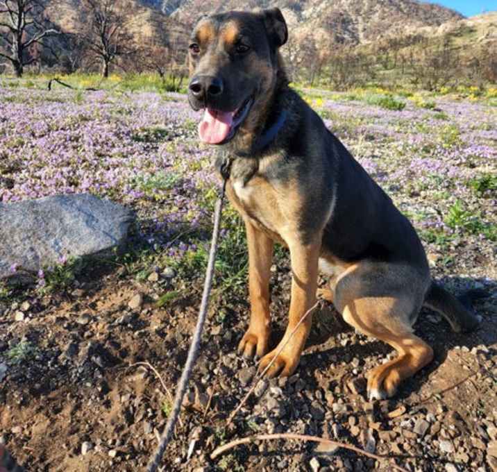 Photo of Buster