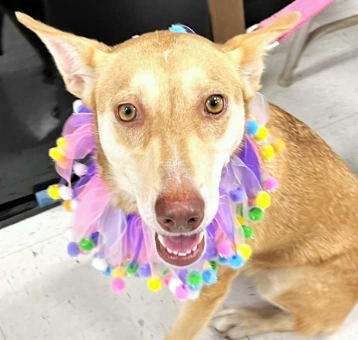 Photo of Layla
