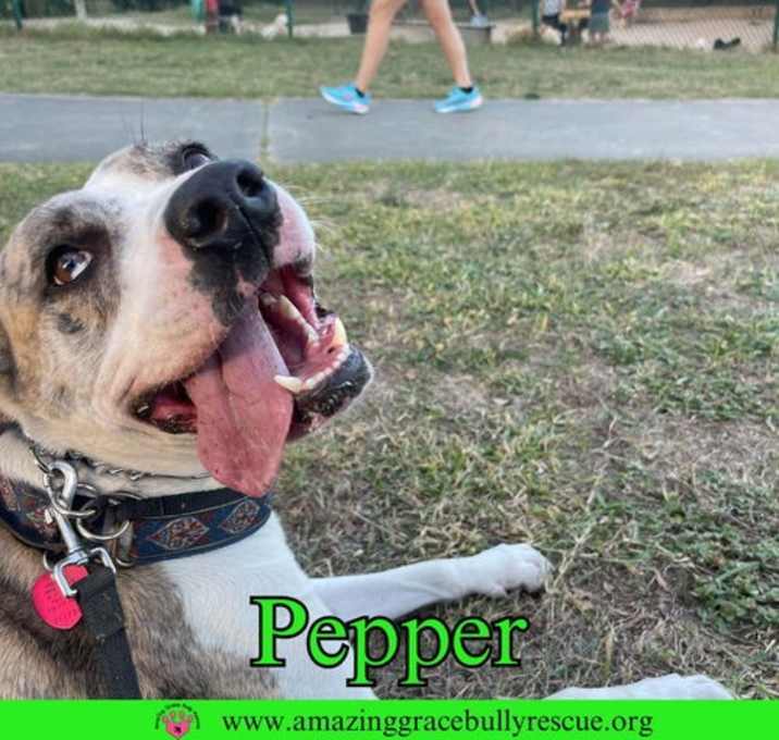 Photo of Pepper