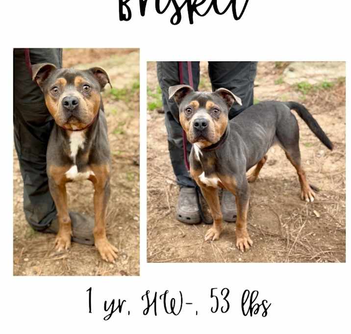 Photo of Brisket