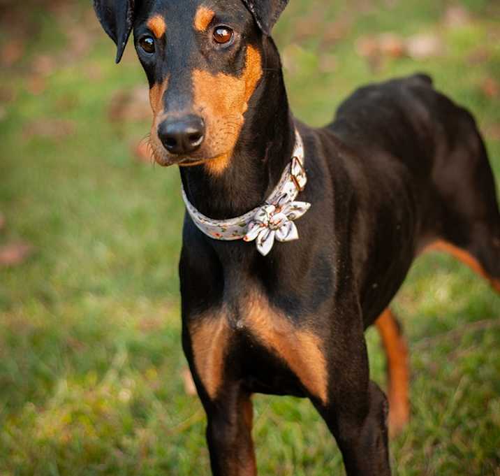 Photo of Mija