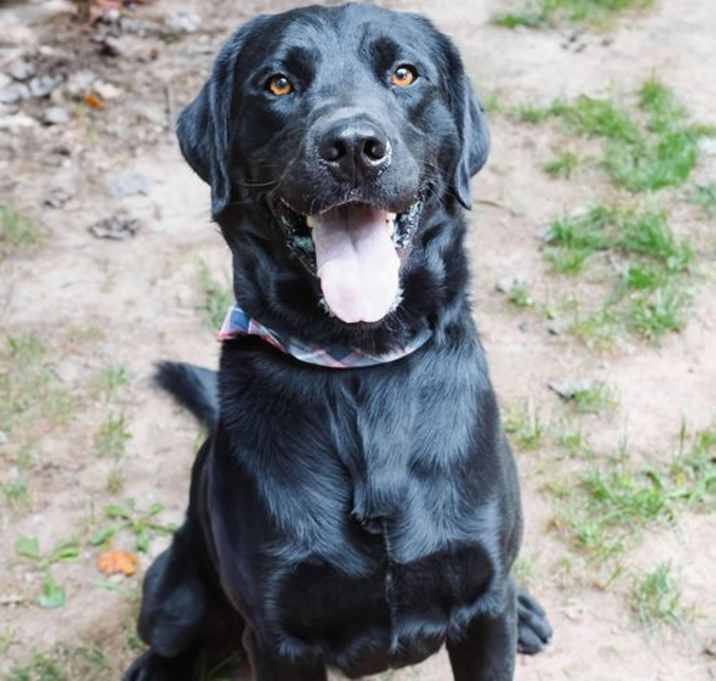 Photo of Romeo