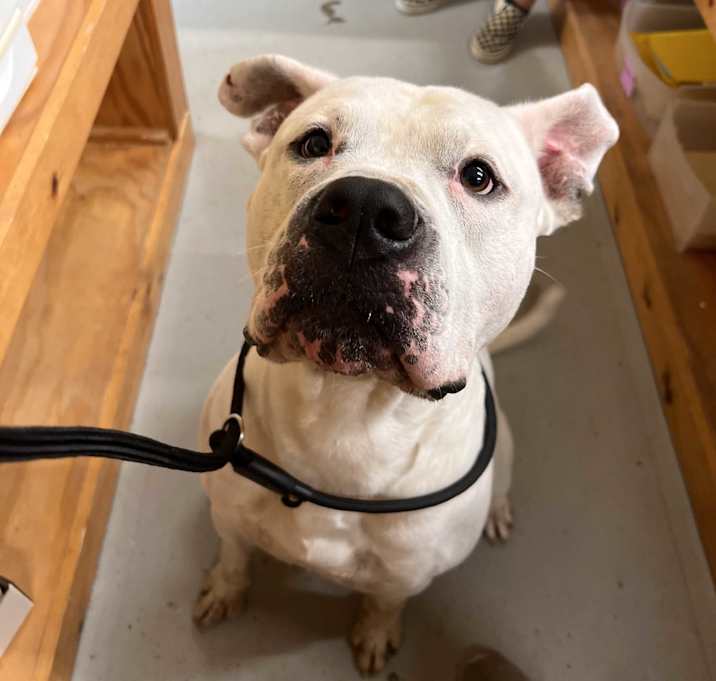 Photo of Scrappy