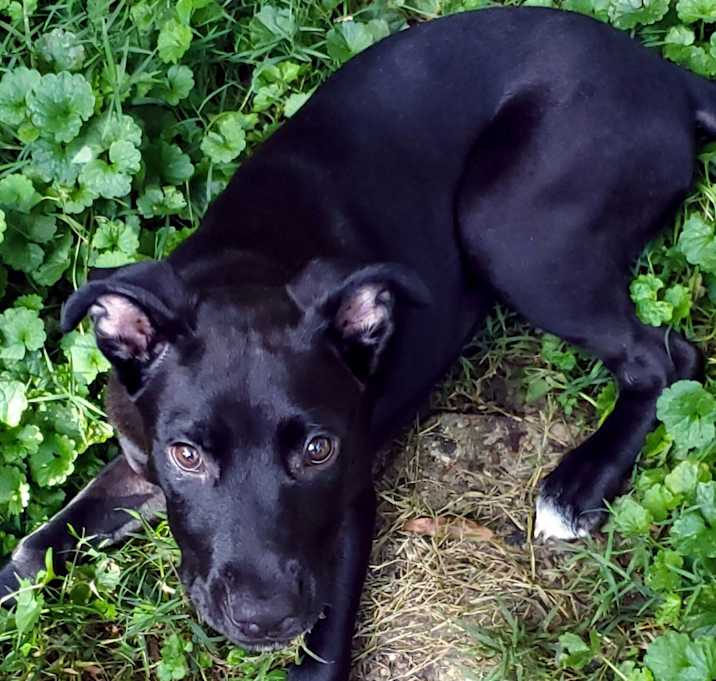 Photo of Bella