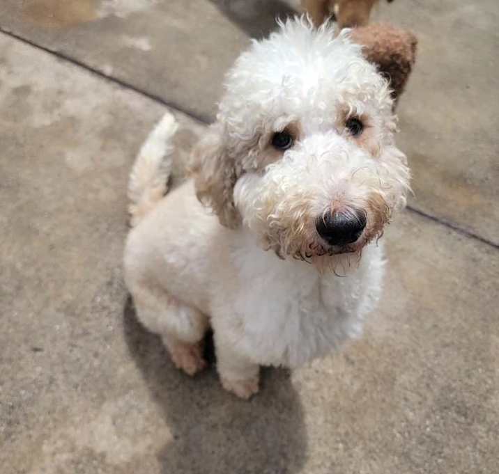 Photo of Da Bai
