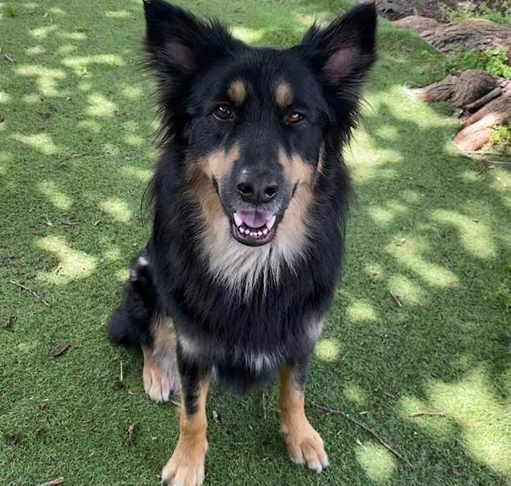 Photo of 24-003 Biscuit