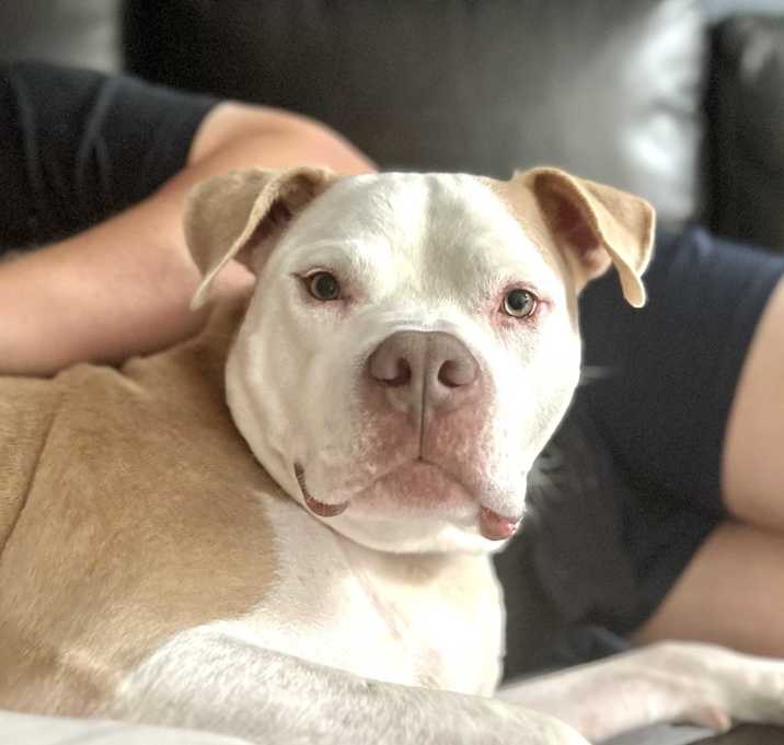 Photo of Sully