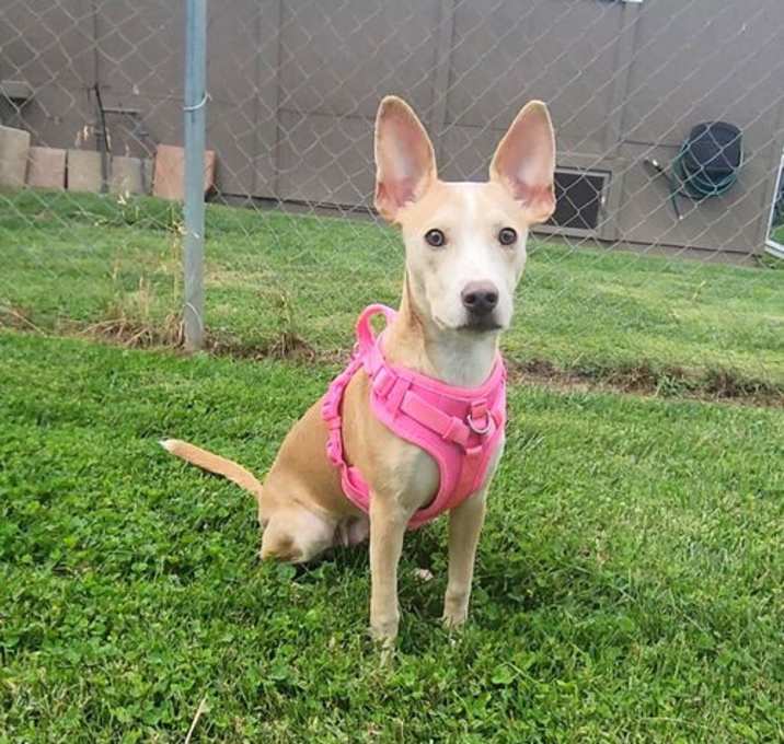 Photo of Penny