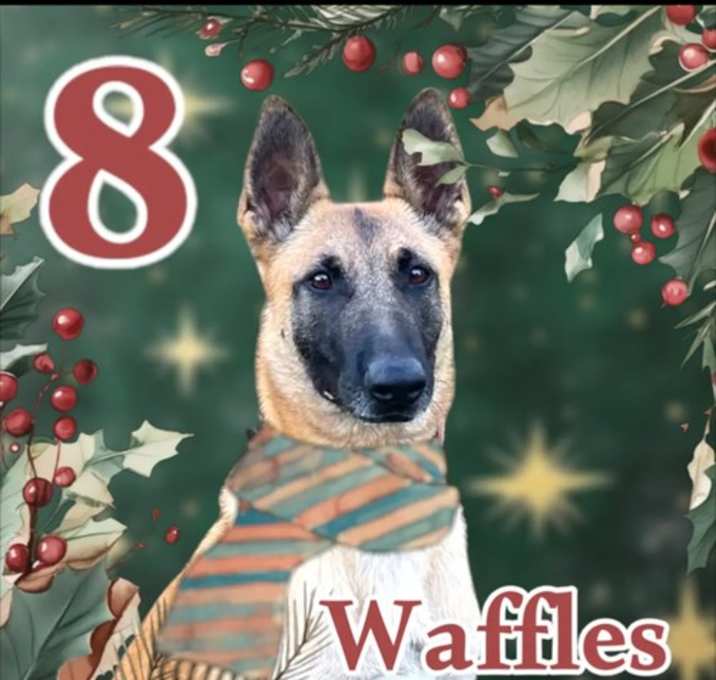 Photo of Waffles