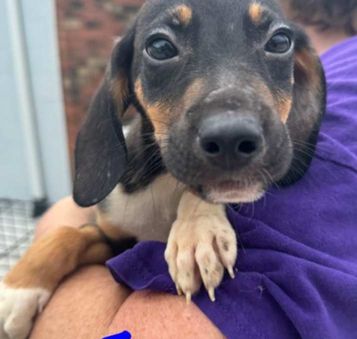 Photo of Copper