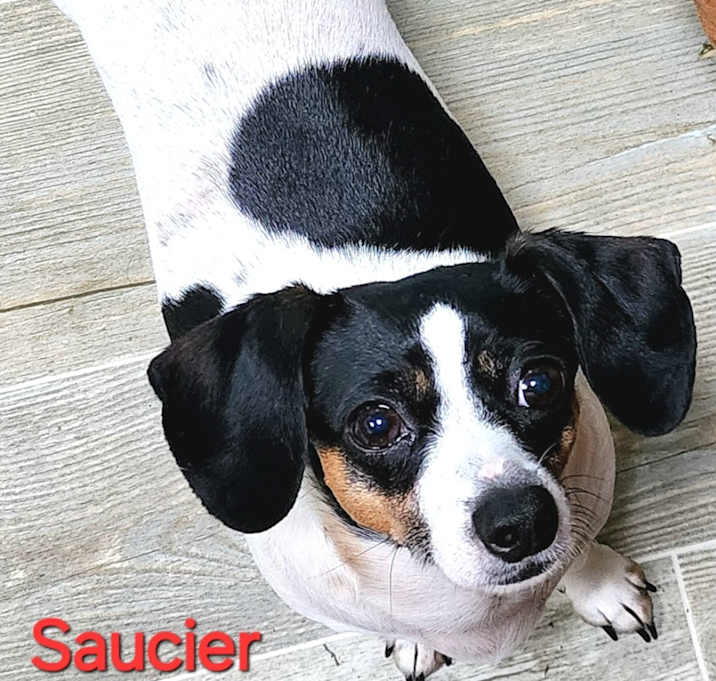 Saucier
