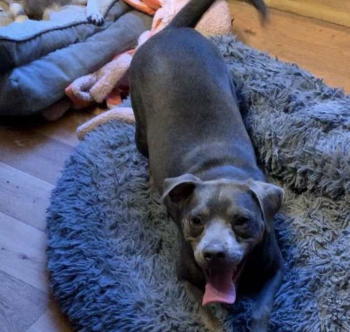 Photo of Rolo