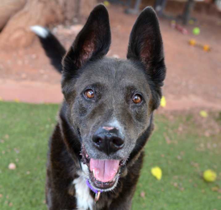 Photo of Max *Sponsored, good with dogs