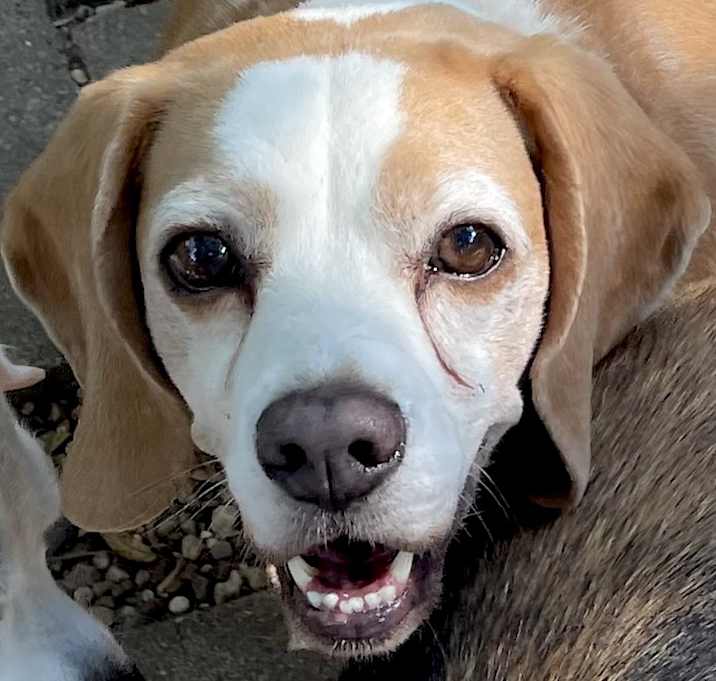 Photo of Tortilla