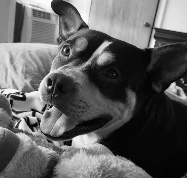 Photo of Baxter