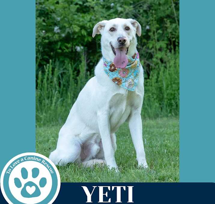 Photo of Yeti (Cartoon Cuties) 072024