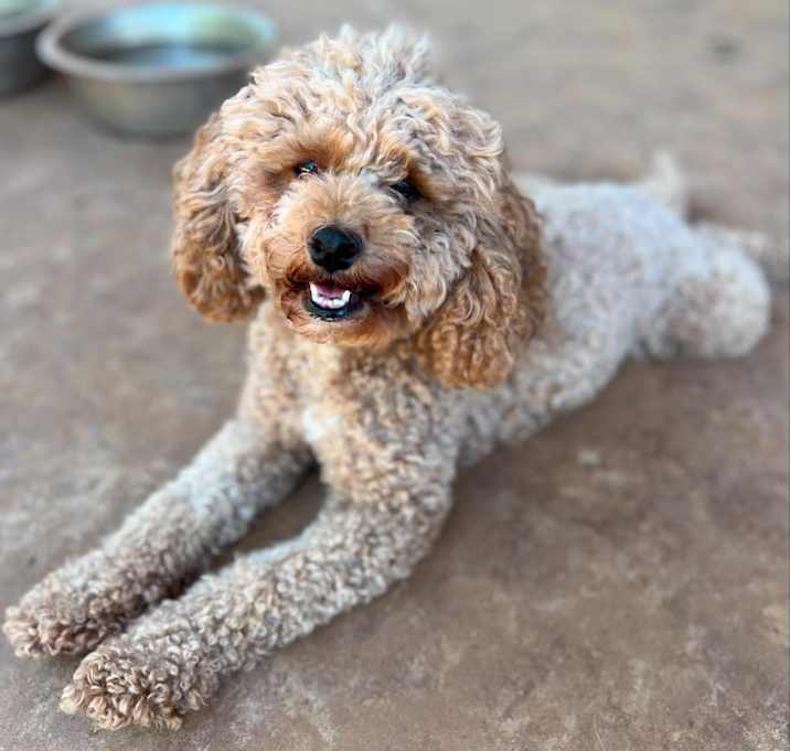 Photo of Ruby
