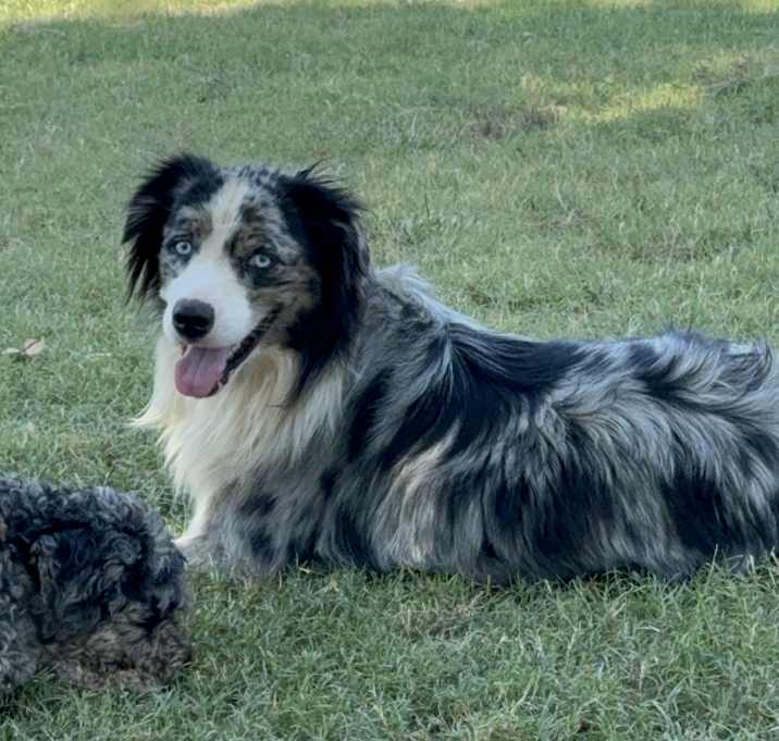 Photo of Bear