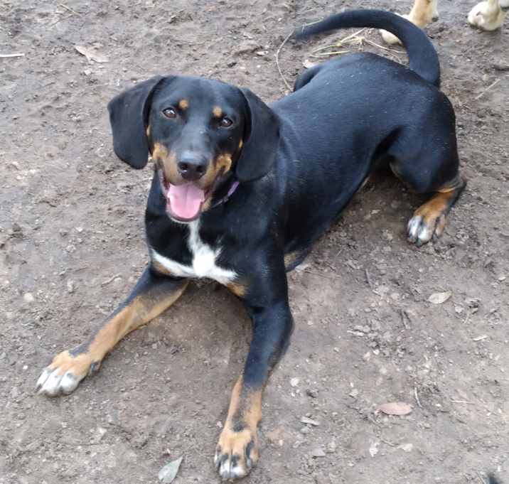 Photo of Gunner from TEXAS