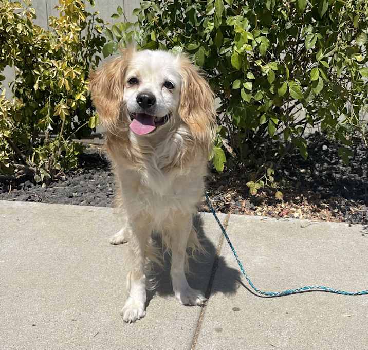 Photo of Cannoli