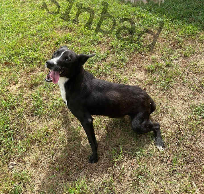 Photo of Sinbad