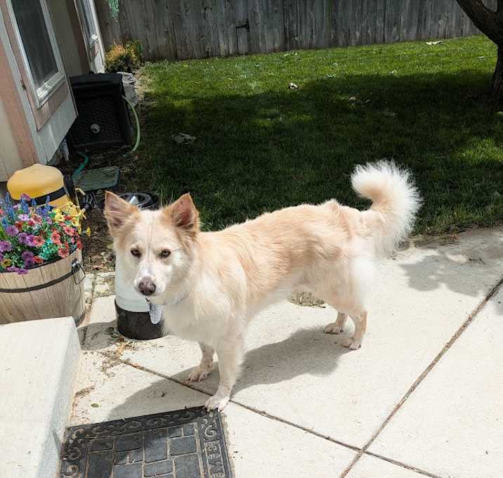 Photo of Chole