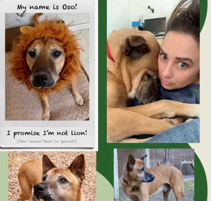 Photo of OSO  – 11 YEAR MALE CHOW MIX