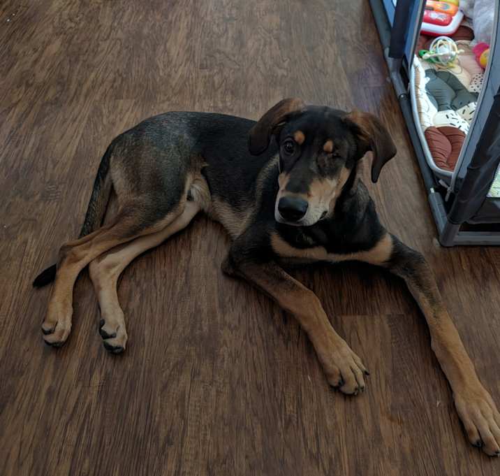Photo of Odin, family dog