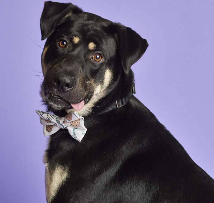 Photo of Teddy