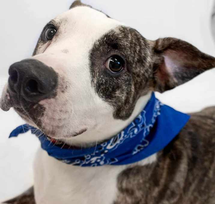 Photo of Duke