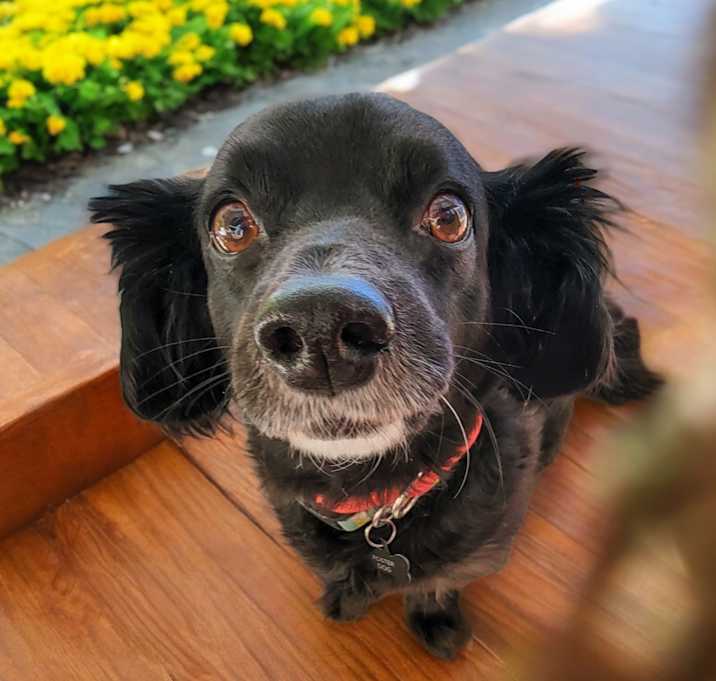 Photo of Lucky