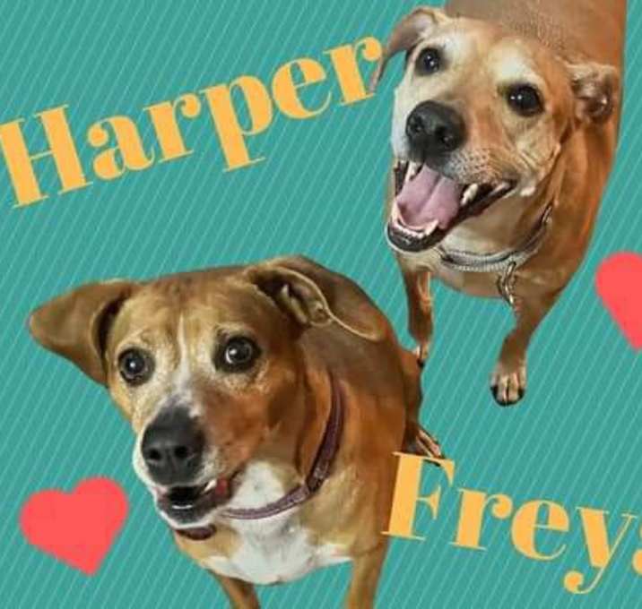 Photo of *Courtesy Post * Harper/Freya