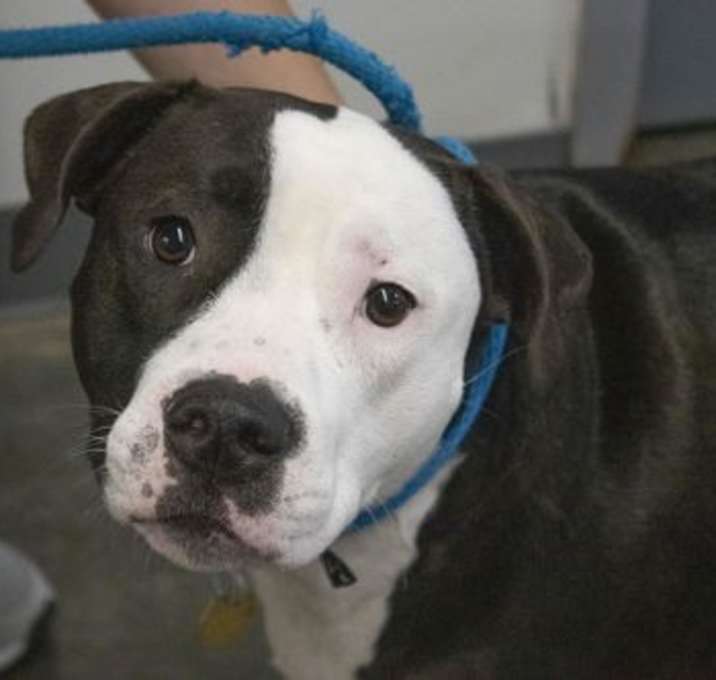 Photo of Diane (Delilah)