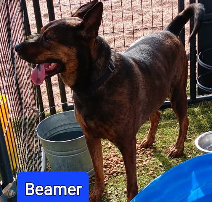 Photo of Beamer (New Mexico green)
