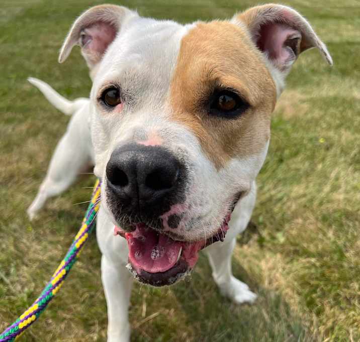 Photo of 🤩“Twinkie”
