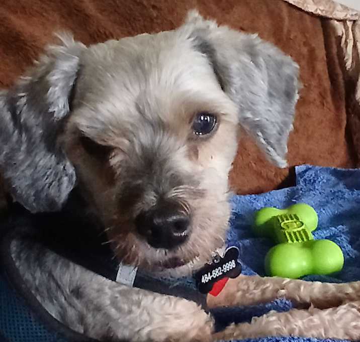Photo of Boomer