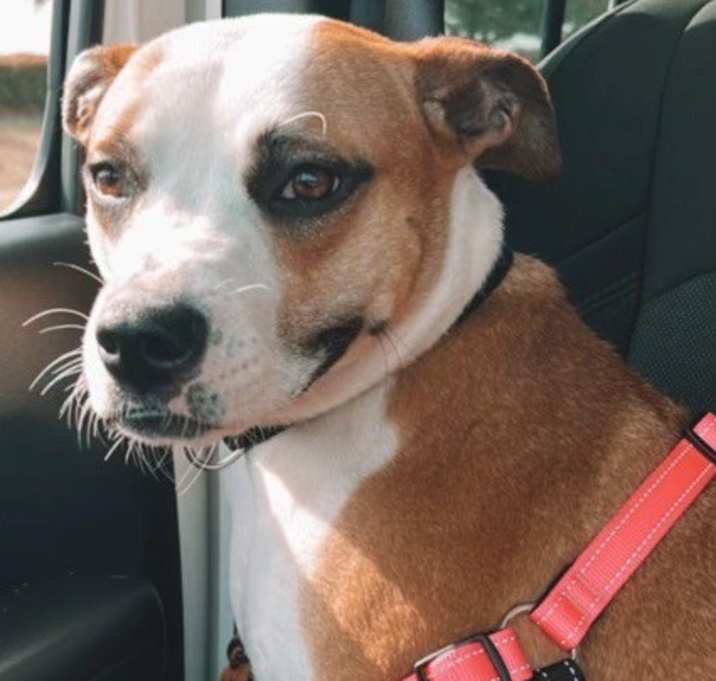 Photo of Pippa
