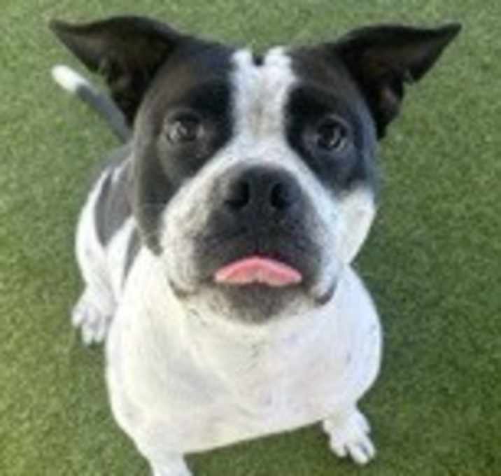 Photo of Daffodil