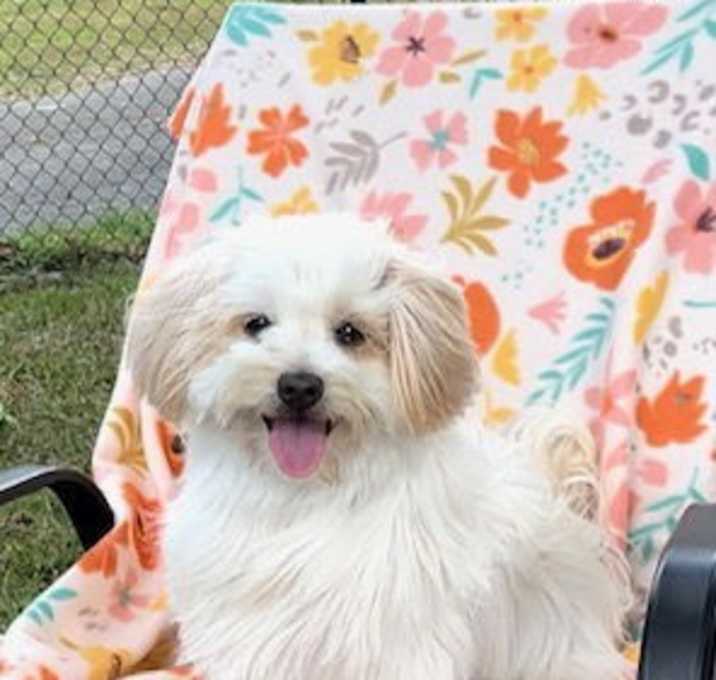Photo of Toodles