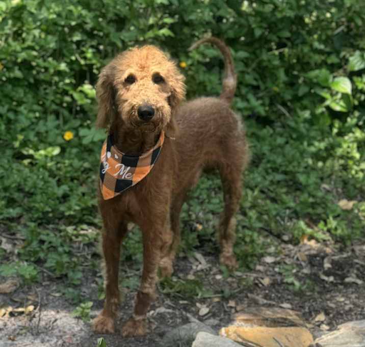 Photo of Teddy Snickerdoodle