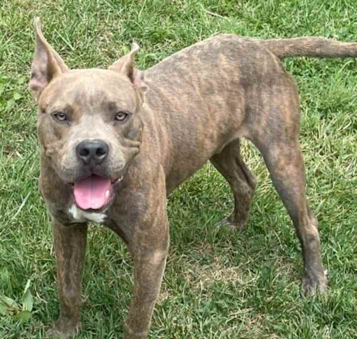 Photo of Ruger