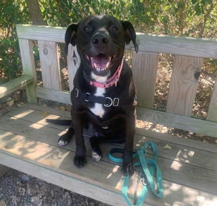 Photo of Bagheera