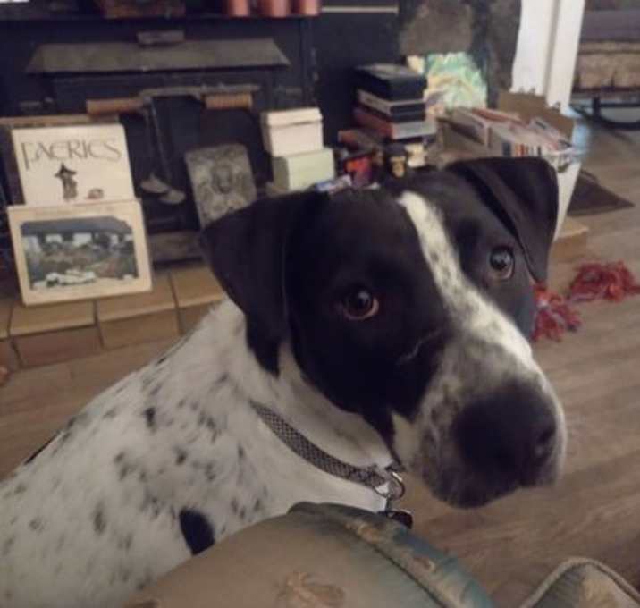 Photo of Birdie (TN)