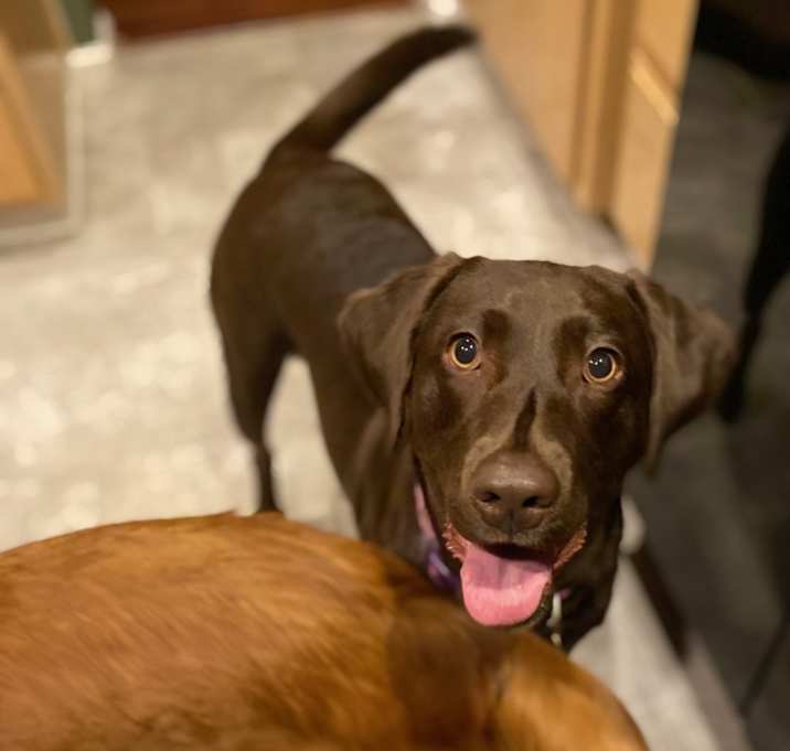 Photo of Cocoa