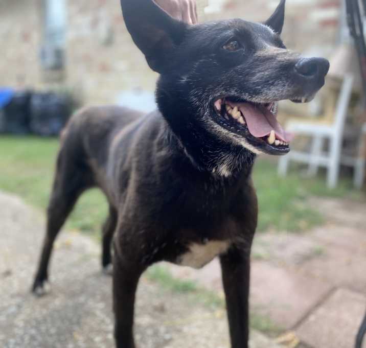 Photo of Rex