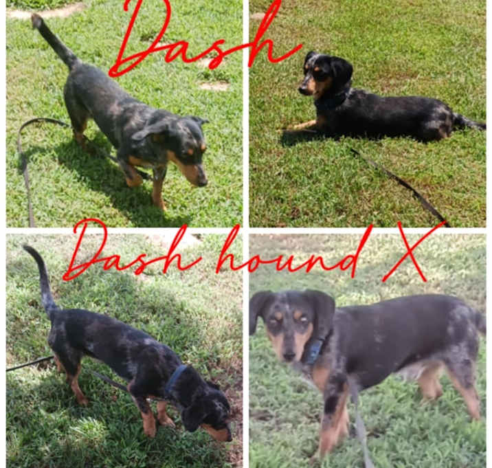 Photo of Dash